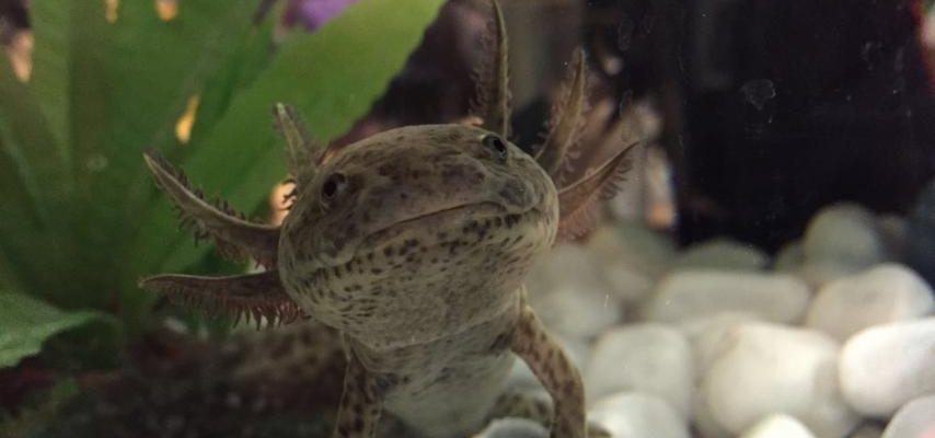 Biologielehrer macht sich keine Sorgen wegen Axolotl Babyboom „Zehn sind uebrig