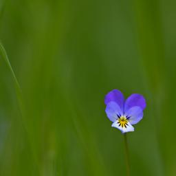 Blumen bestaeuben sich haeufiger selbst weil es weniger Insekten gibt