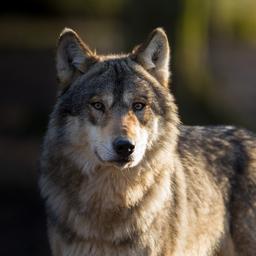 In der Naehe von Elspeet gefundener toter Wolf wurde doch