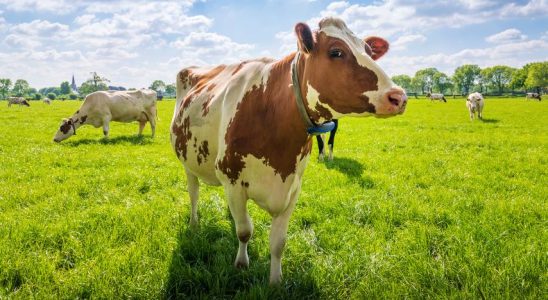 Landwirte veraergert ueber geringere Umweltsubventionen „Regierung muss Vereinbarungen einhalten