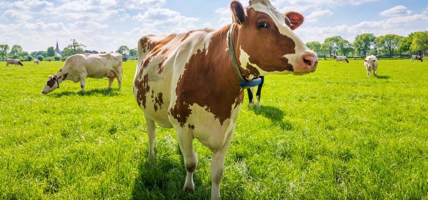 Landwirte veraergert ueber geringere Umweltsubventionen „Regierung muss Vereinbarungen einhalten