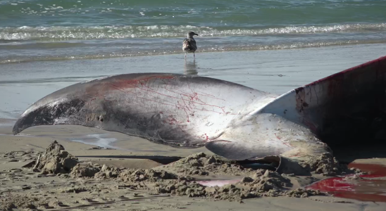 San Diego Riesiger 52 Fuss Finnwal leblos am Pazifikstrand von San Diego