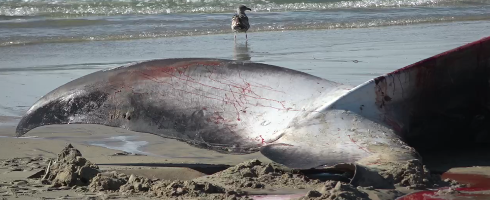 San Diego Riesiger 52 Fuss Finnwal leblos am Pazifikstrand von San Diego