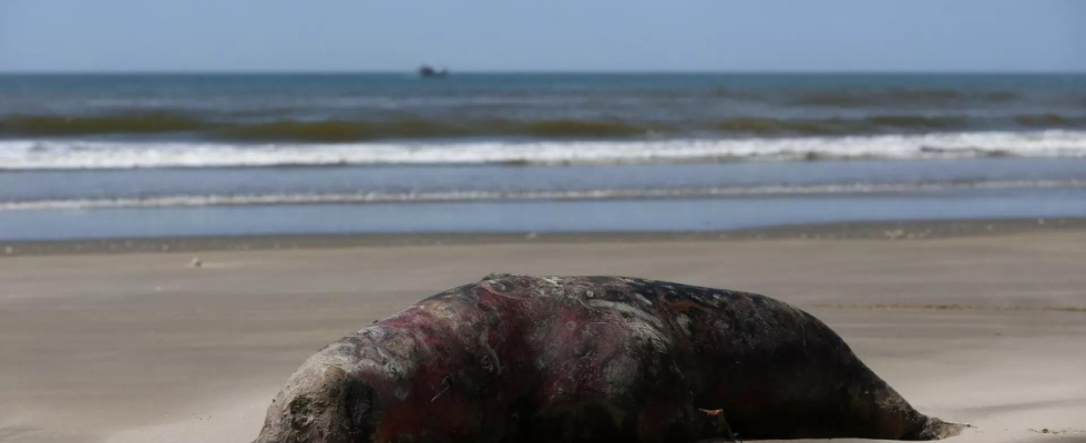 Tollwut Vogelgrippe toetet ueber 900 Robben und Seeloewen in Suedbrasilien