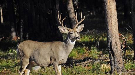 US Wissenschaftler warnen vor einer Ausbreitung der „Zombie Hirsch Krankheit auf den Menschen