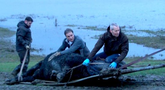 Von der Flut gefangener Bulle wurde von der Insel entfernt