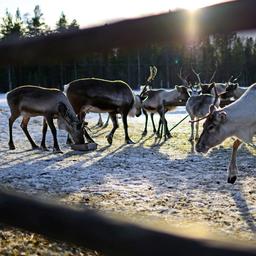 Weihnachtsessen fuer Rentiere kein Problem Sie kauen im Schlaf einfach