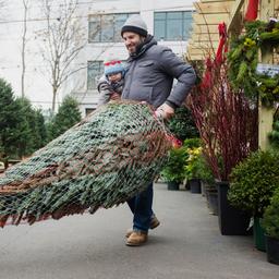 Welche Auswirkungen hat ein Weihnachtsbaum auf die Umwelt Basierend