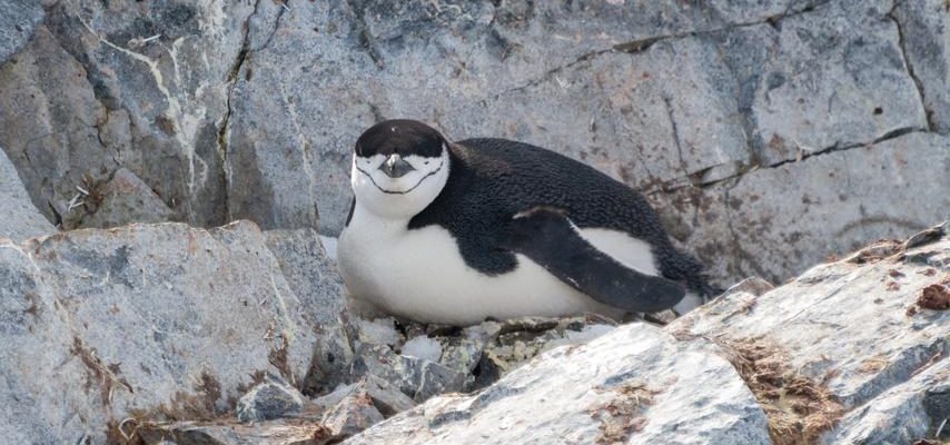 Zuegelpinguine in der Antarktis machen taeglich zehntausend kurze Nickerchen