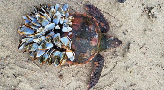 Zwei seltene Schildkroeten wurden an der niederlaendischen Kueste angespuelt