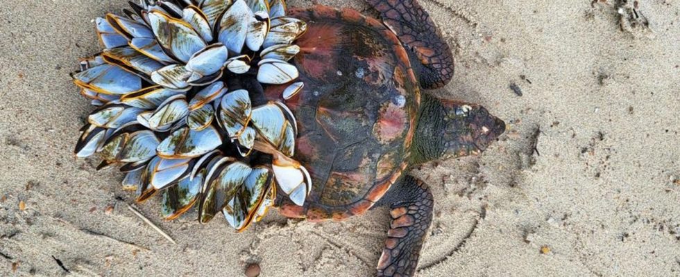 Zwei seltene Schildkroeten wurden an der niederlaendischen Kueste angespuelt