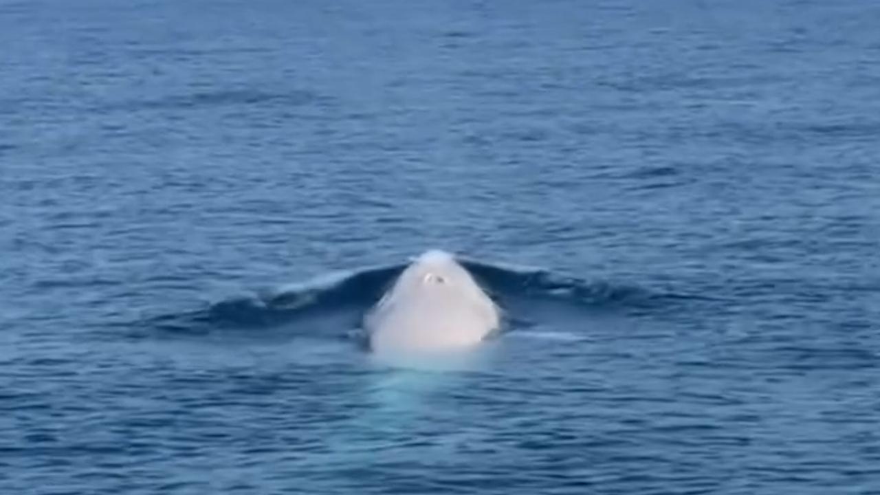 Beeld uit video: Zeldzame witte walvis laat zich zien voor de kust van Thailand