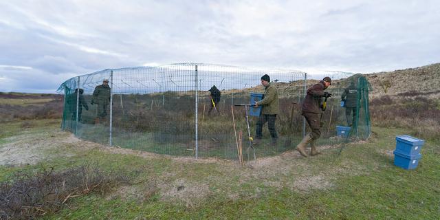 1705969702 623 Suedholland Kaninchen muessen der Natur in den Duenen Nordhollands helfen