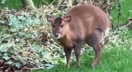 Besonderer chinesischer Muntjak spaziert durch den Gelderland Garten