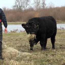 Bulle der auf einer Insel in der Maas feststeckte ist