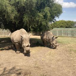 Erfolgreicher IVF Versuch gibt Hoffnung fuer gefaehrdetes Nashorn Tiere