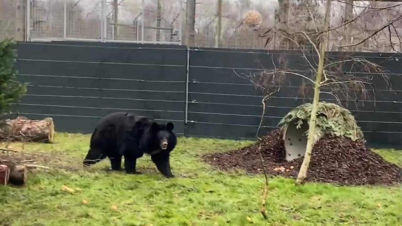 Beeld uit video: Getraumatiseerde beer uit Oekraïne vindt nieuw thuis in Schotland