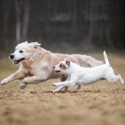 In immer mehr Kommunen wird die Hundesteuer abgeschafft Wirtschaft