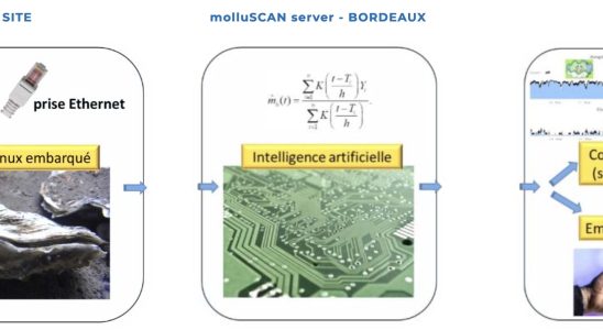 Intelligente Weichtiere – ja intelligente Weichtiere – koennten unsere Wasserstrassen