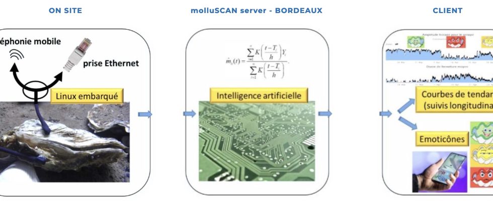 Intelligente Weichtiere – ja intelligente Weichtiere – koennten unsere Wasserstrassen