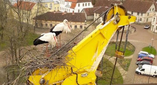 Neunhundert Stoerche wurden waehrend der jaehrlichen Zaehlung gesichtet oft an