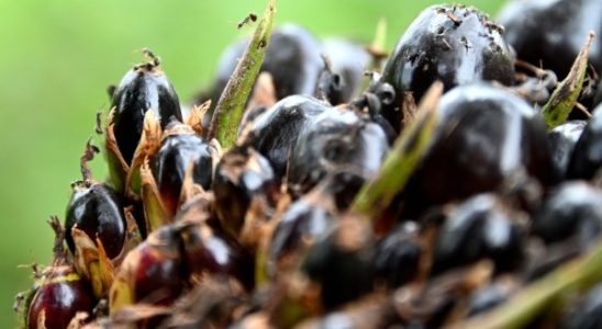 Start up das Palmoel durch Brauereiabfaelle ersetzt erhaelt Geld von der