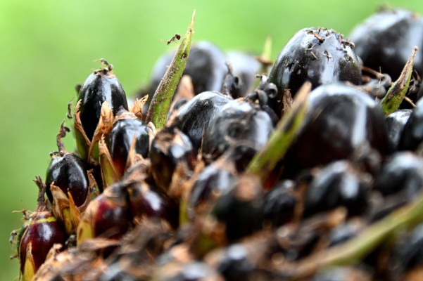 Start up das Palmoel durch Brauereiabfaelle ersetzt erhaelt Geld von der