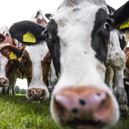 Stickstoffueberschuss wird 2022 aufgrund des trockenen Sommers wieder zunehmen