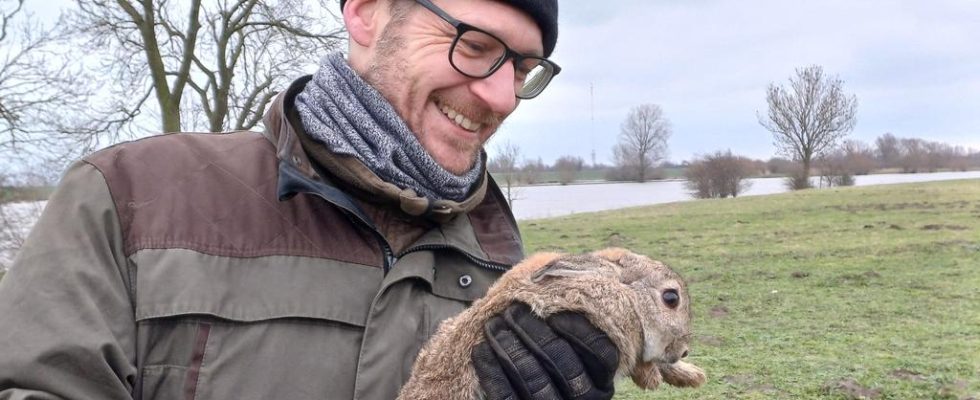 Suedholland Kaninchen muessen der Natur in den Duenen Nordhollands helfen