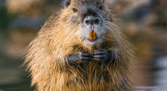 Wasserbehoerde hat mehr Bisamratten und Nutrias gefangen um Schaeden am