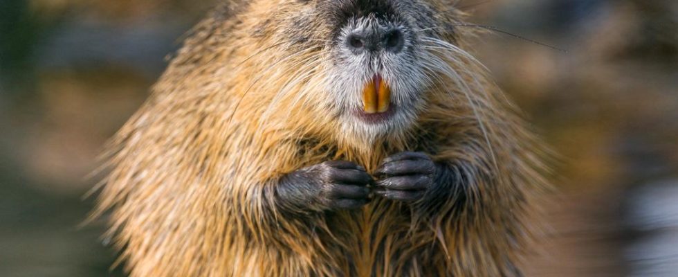 Wasserbehoerde hat mehr Bisamratten und Nutrias gefangen um Schaeden am