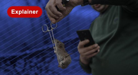 Wie Ratten in Schuetzengraeben den Soldaten in der Ukraine Probleme