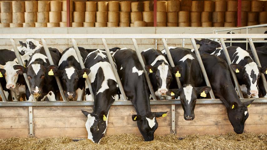 1707652387 623 Jahr nach harter Nachricht ist die Zukunft der suedhollaendischen Landwirte