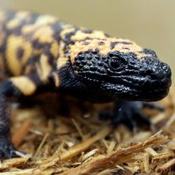 Amerikaner stirbt nachdem er von einem giftigen Gila Monster gebissen wurde