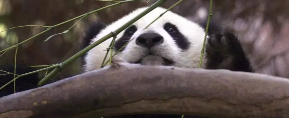 China schickt mehr Pandas in die USA und laeutet damit