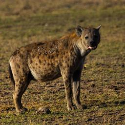 Hyaenen toeten Mann an Universitaet in Kenia Studenten protestieren fuer