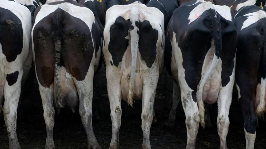 Landwirte sind gezwungen immer groesser zu werden stossen aber nun