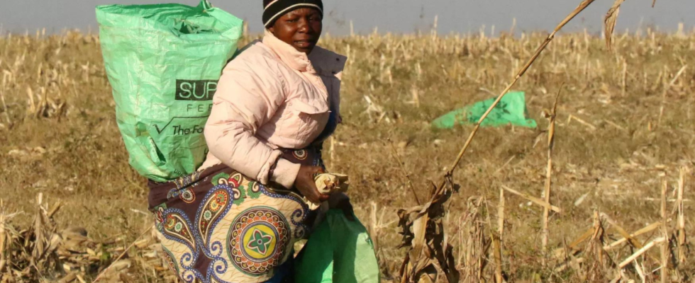 Simbabwe setzt auf Direktsaat um die Auswirkungen von El Nino