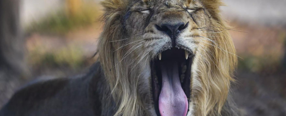 Tierpfleger in Nigeria wurde von einem Loewen der seit seiner