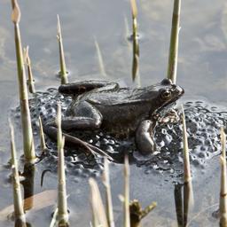 Warme Winter sind eine schlechte Nachricht fuer die Erdkroete in