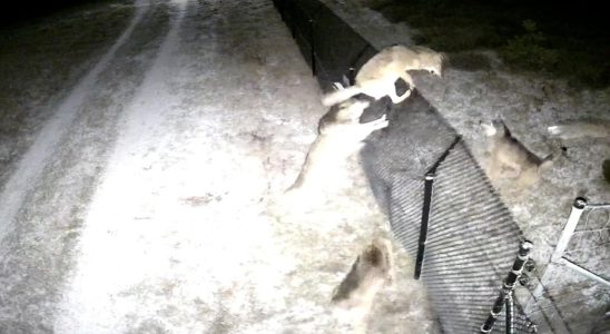 Was die Niederlande von Flandern beim Schutz von Nutztieren vor