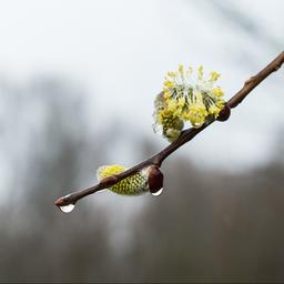 Wettervorhersage Sonntag klatschnass mit anhaltendem Regen besonders am Nachmittag