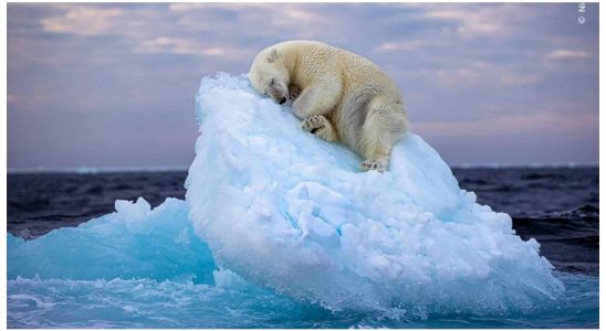 Wildlife Fotograf des Jahres Bild eines schlafenden Eisbaeren gewinnt den Peoples