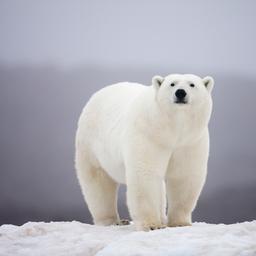 Wissenschaftler koennen Eisbaeren nun allein anhand ihrer Pfotenabdruecke untersuchen