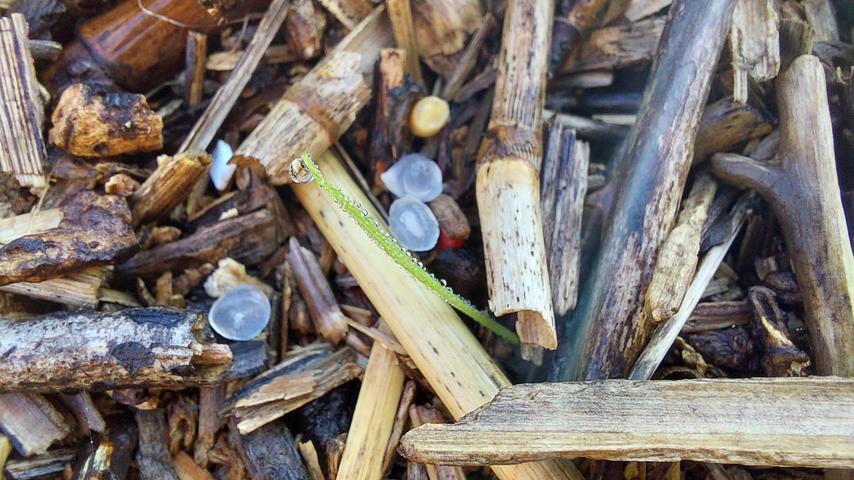 1710043890 653 Nach extremem Hochwasser offenbaren die Ufer die Plastiksuppe in unseren