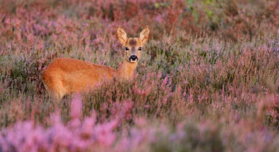 Die Niederlande muessen grosse Anstrengungen unternehmen um das Europaeische Naturschutzgesetz