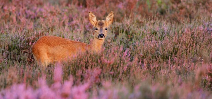 Die Niederlande muessen grosse Anstrengungen unternehmen um das Europaeische Naturschutzgesetz