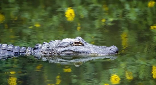 Teenager wurde bei Bootsunglueck in Australien von Krokodil getoetet