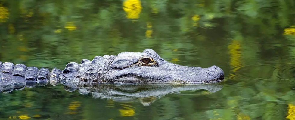 Teenager wurde bei Bootsunglueck in Australien von Krokodil getoetet