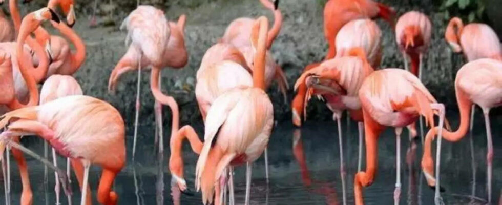 Chilenische Wissenschaftler verfolgen Flamingos per Satellit um die schrumpfende Population